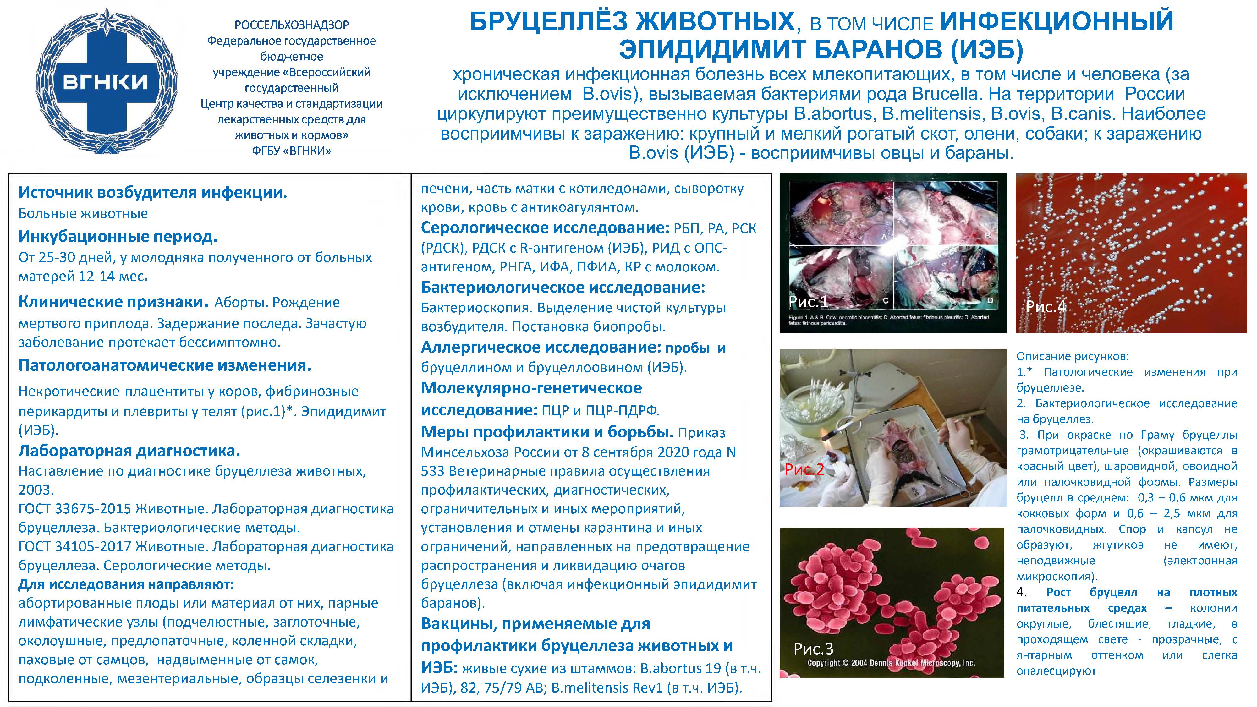 ВНИМАНИЕ - БОЛЕЗНИ ЖИВОТНЫХ И ПТИЦ.